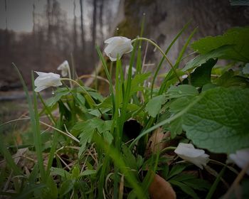 Close-up of white flowering plants on field