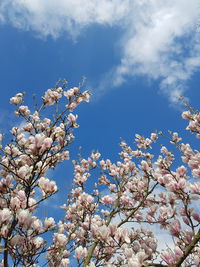 Low angle view of cherry blossom tree