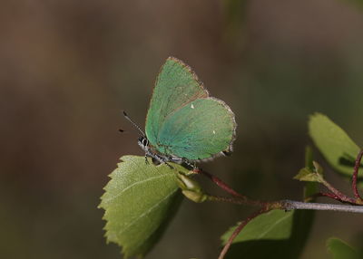 Close-up of butterfly on leaf