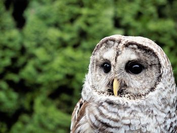 Close-up portrait of owl