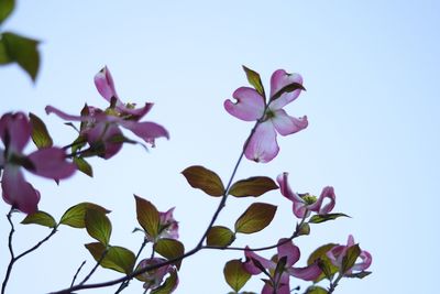 Low angle view of pink flowers