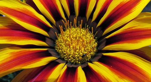 Close-up of yellow flower