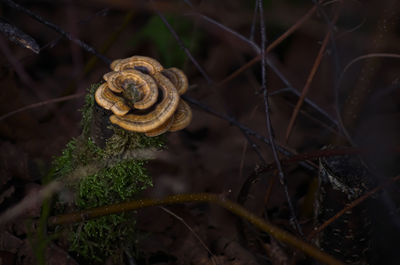 Close-up of snail on land