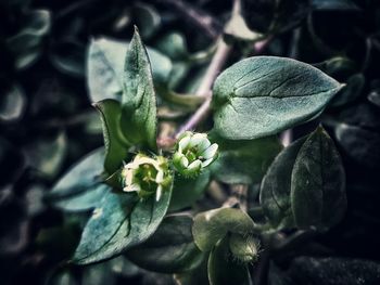 Close-up of fresh green plant