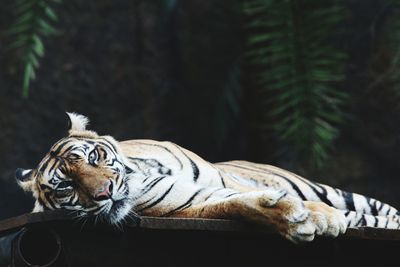 Tiger relaxing on a tree