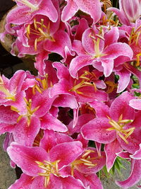 Full frame shot of pink flowers