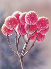 Close-up of wet pink flowers