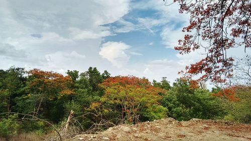 Low angle view of trees against cloudy sky