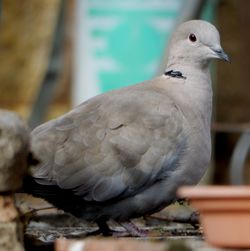 Close-up of bird perching outdoors