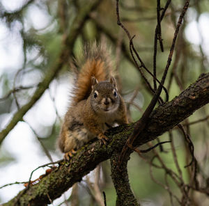 Portrait of squirrel