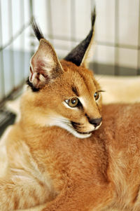 Close-up portrait of a cat