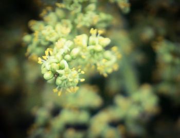 Close-up of white flowers