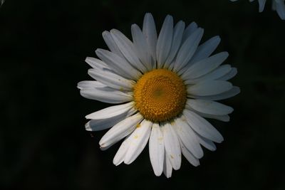 Close-up of white daisy flower against black background