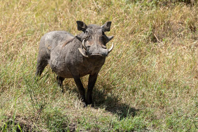 Common warthog stands watching camera in long grass