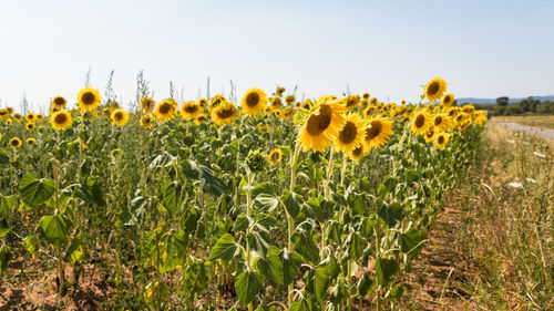 Sunflowers growing on field