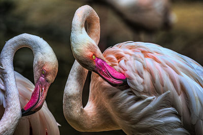 Flamingo at the zoo of chiang mai