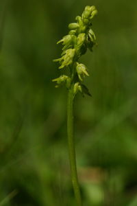 Close-up of flowering plant