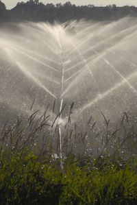 Scenic view of agricultural field