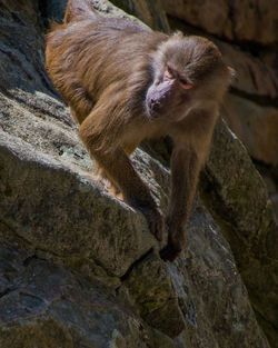 Low angle view of monkey on rock