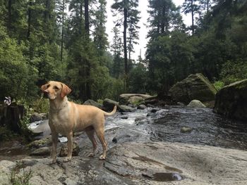 Dog standing in forest