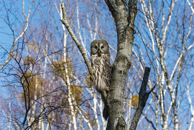Low angle view of owl perching on tree trunk