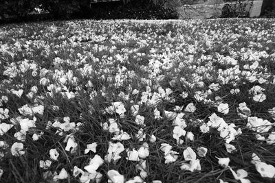 Flowers blooming outdoors