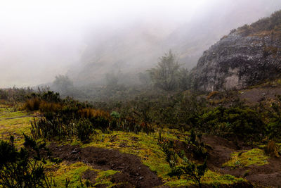 Scenic view of trees and mountains during foggy weather