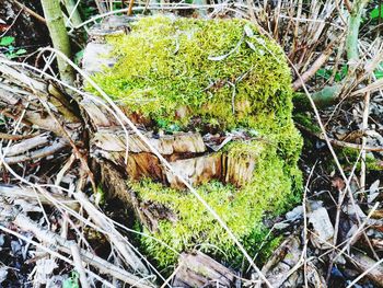 High angle view of mushroom growing on field