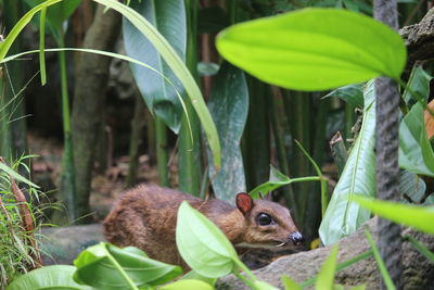 Close-up of lizard on plant