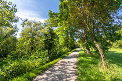 Road amidst trees against sky