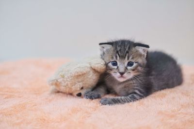 Portrait of cute kitten