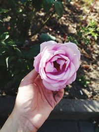 Close-up of hand holding pink rose