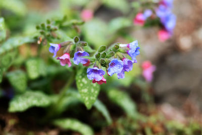 Close-up of purple flowering plant