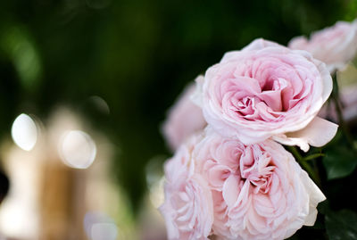 Close-up of pink rose bouquet