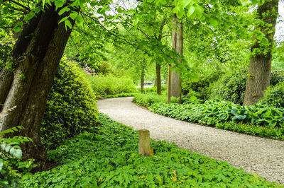 Footpath amidst trees