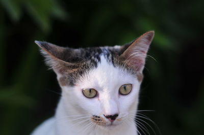 Close-up portrait of cat by outdoors