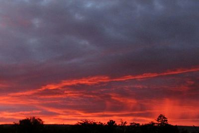 Silhouette of trees at sunset