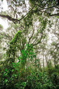 Low angle view of bamboo trees in forest