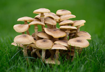 Close-up of mushrooms growing on field