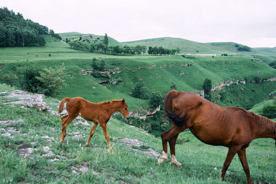 Horses on a field