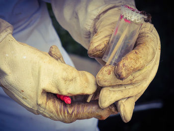 Close-up of hands holding queen bee