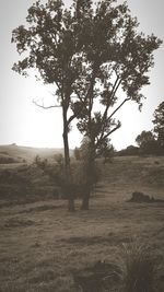 Bare trees on field