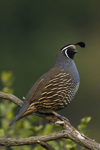 Close-up of bird perching on branch