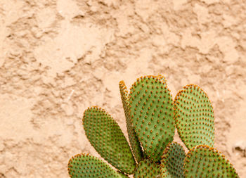Green large sharp cactus contrasting to golden battered wall. full frame shot,  shallow deep depth