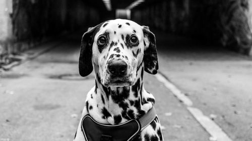 Portrait of dog sticking out tongue outdoors