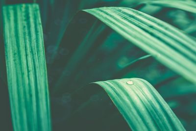 Close-up of raindrops on leaf