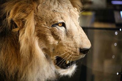 Close-up of animal eye