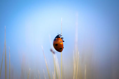 ladybug