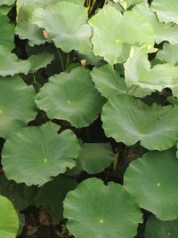 Full frame shot of leaves