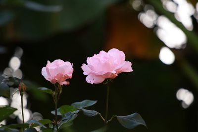 Close-up of pink rose